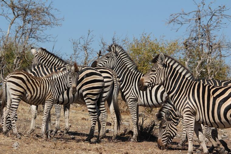 Zebra's bij Chobe Riverfront Botswana