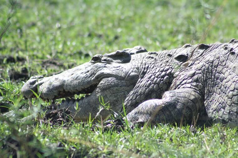 Enorme krokodil in Shire river Liwonde National Park Malawi
