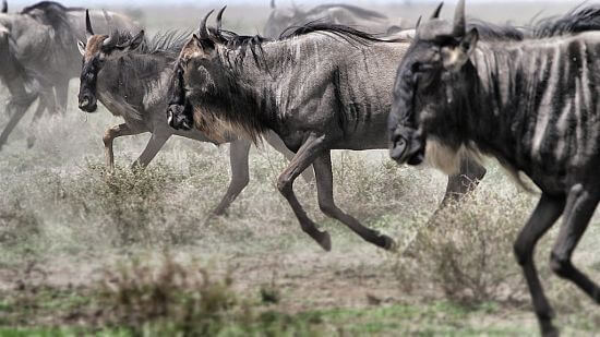 Gnoes op zoek naar regen Serengeti National Park Tanzania