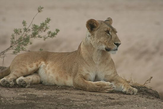Leeuw in Tarangire National Park Tanzania