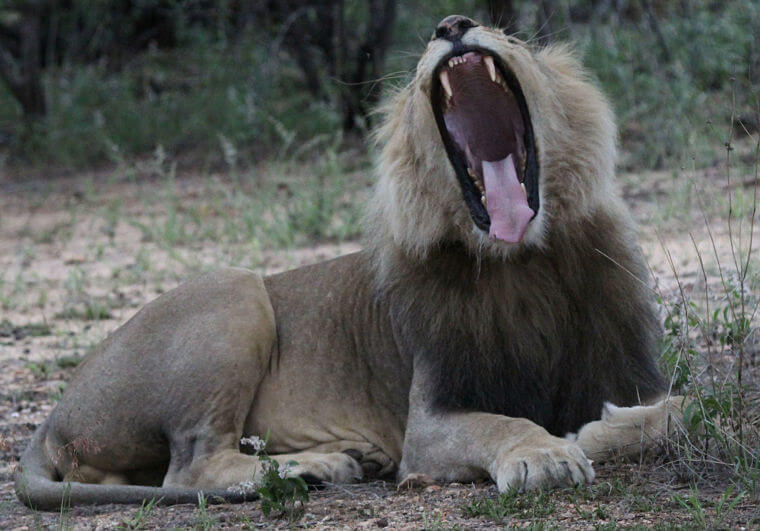 Gapende leeuw in Erindi Private Game Reserve Namibië