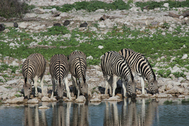 Zebra's bij waterhole in Etosha National Park Namibië