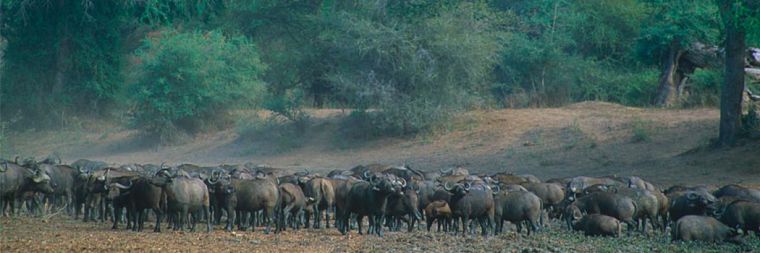 Buffels in North Luangwa National Park Zambia