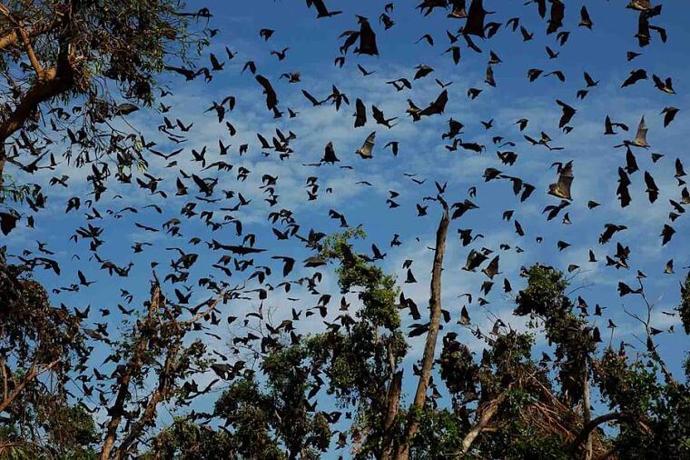 Miljoenen vleermuizen in Kasanka National Park Zambia