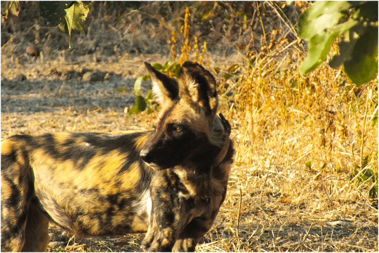Afrikaanse wilde hond in South Luangwa National Park Zambia