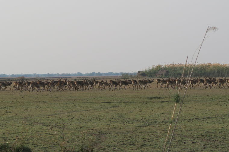 Grote kuddes Black Lechwes bij Bangweulu Wetlands Zambia