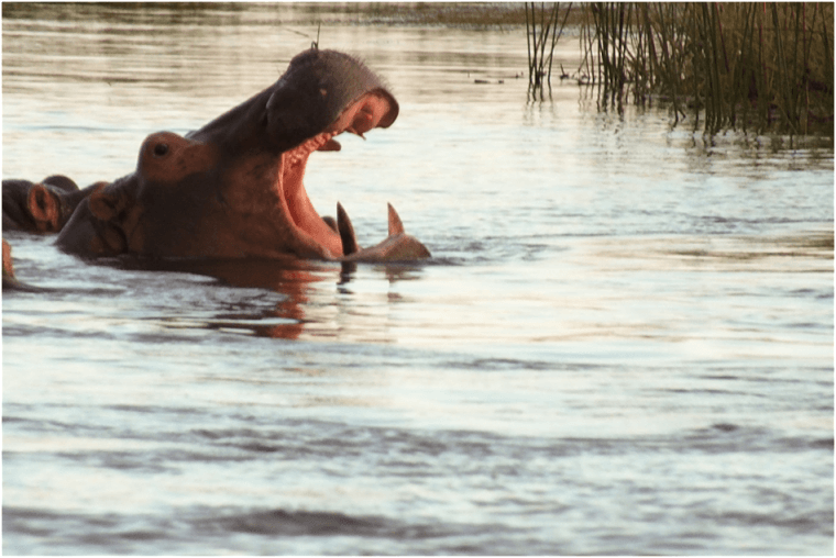 Nijlpaard in Zambezi rivier Zambia