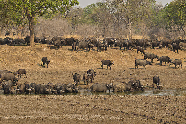 Buffels in South Luangwa National Park Zambia