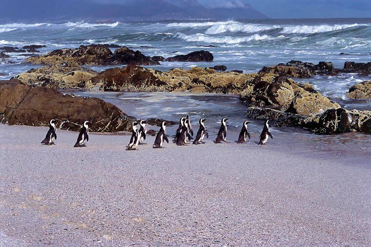 Boulders Beach pinguïns Zuid-Afrika