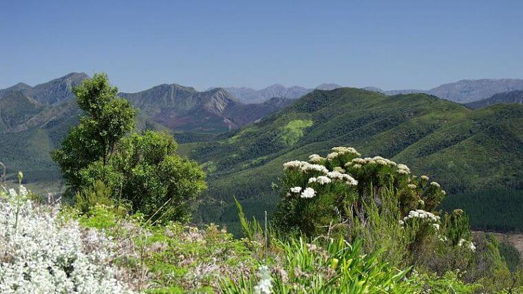 Knysna Fynbos Mountains