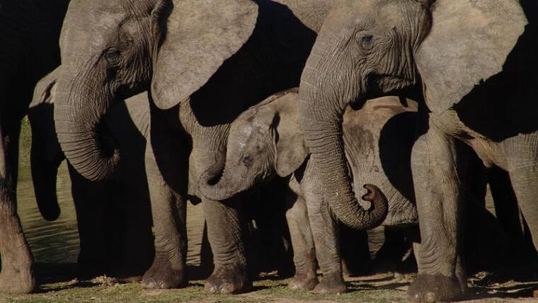 Kudde olifanten in Addo Elephant National Park (@ SanParks)