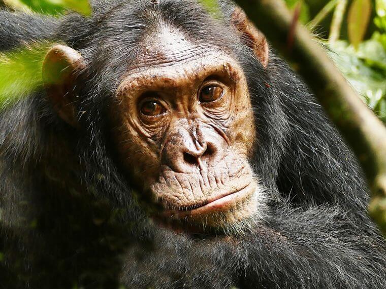 Chimpansee tracking in Kibale Forest National Park in Uganda
