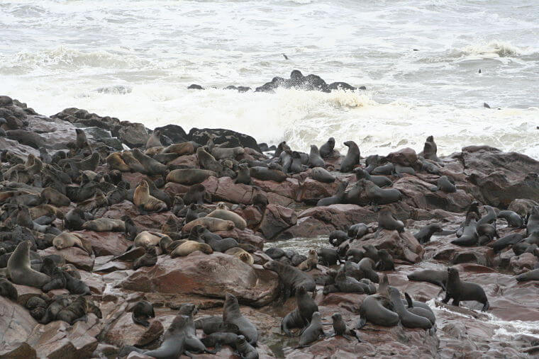 Duizenden zeeleeuwen bij Cape Cross in Namibië