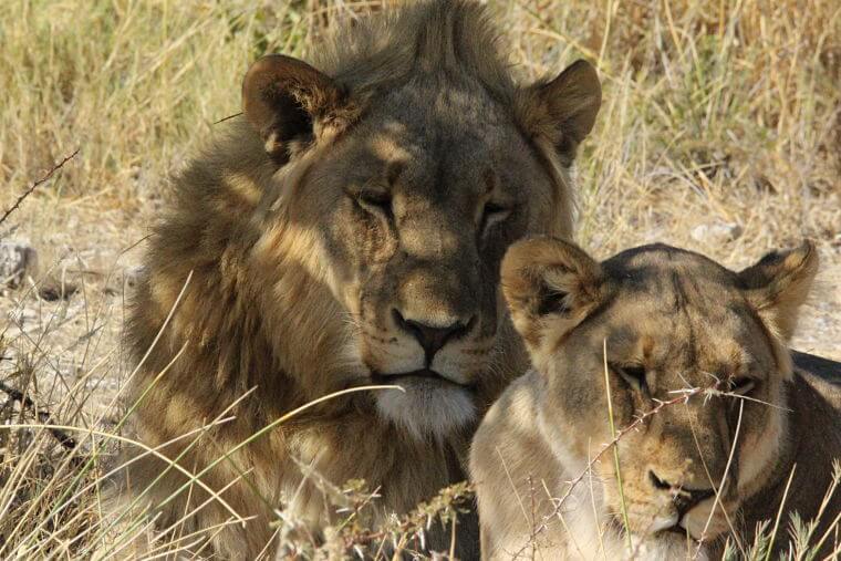 Selfdrive safari leeuwen in Etosha National Park Namibië