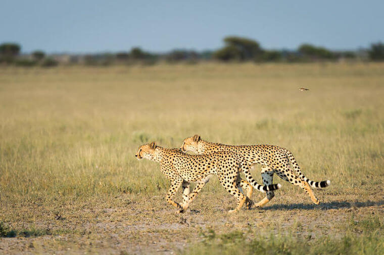 Cheetahs in Central Kalahari Game Reserve Botswana