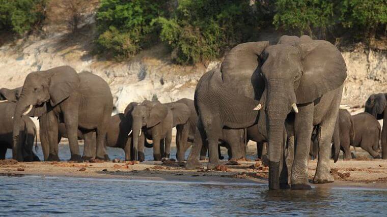 Chobe Riverfront grote kuddes olifanten