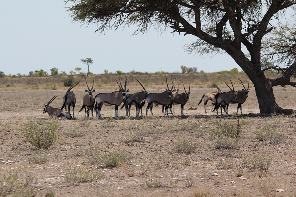 Gemsbokken in Central Kalahari Game Reserve Botswana