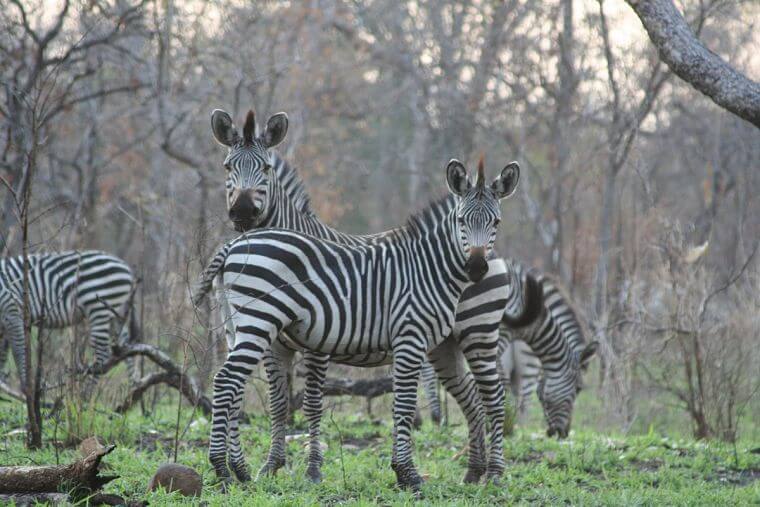 Zebra's in Majete Wildlife Reserve in Malawi