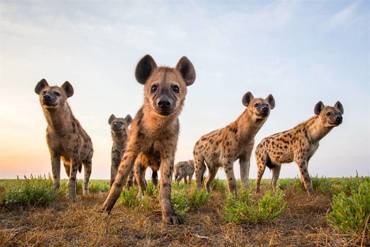 Hyena's op Liuwa Plains Zambia