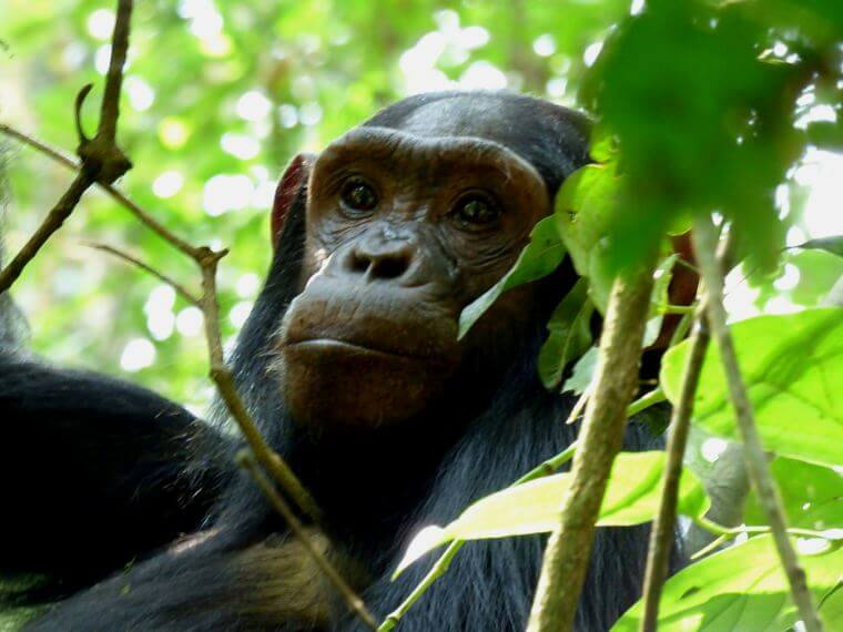Chimpansee in Kibale Forest Uganda