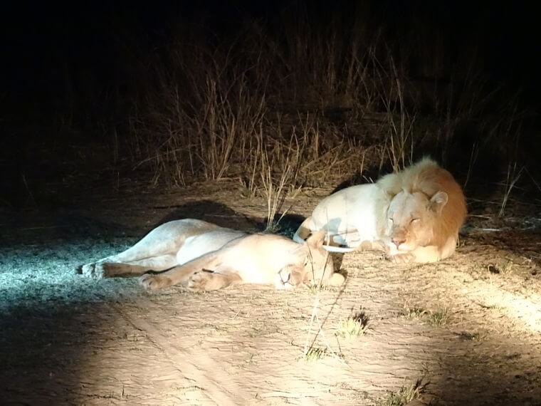 Parende leeuwen in South Luangwa National Park Zambia