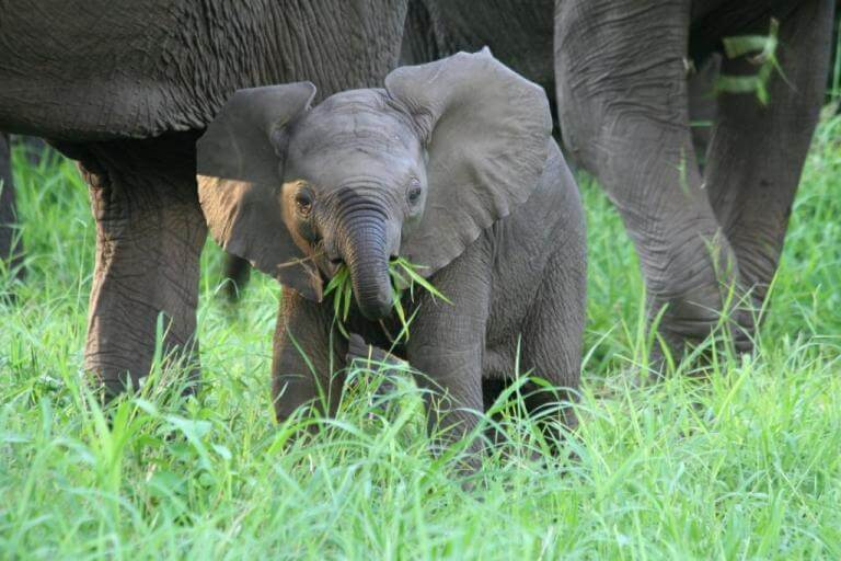 Jonge olifant in Majete Wildlife Reserve Malawi