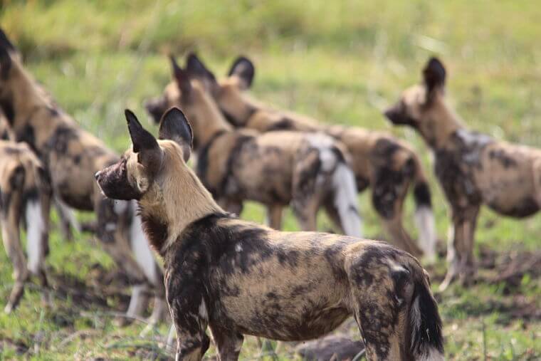Afrikaanse wilde honden in Khwai Community Area Botswana