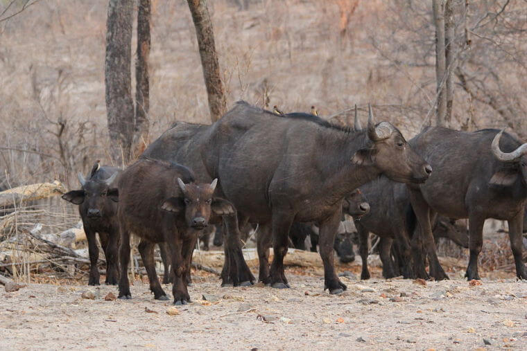 Buffels bij Chobe Riverfront Botswana