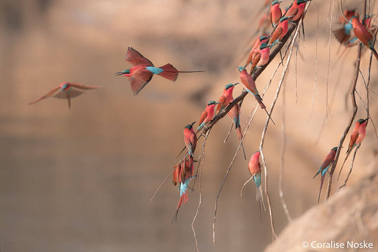 Carmine bee-eaters in South Luangwa National Park Zambia