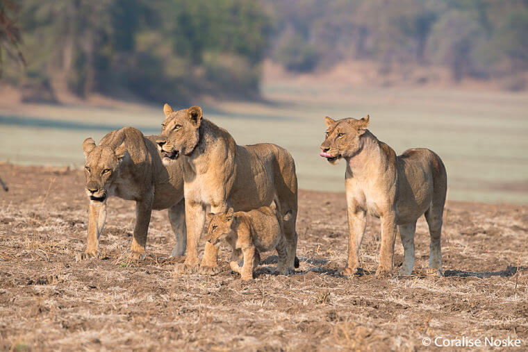 Leeuwen familie in South Luangwa National Park Zambia