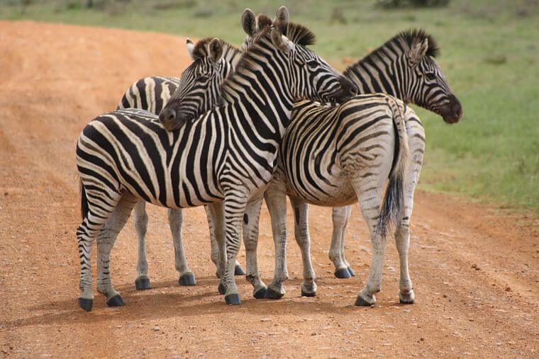 Zebra's in Sabi Sands Wildlife Reserve Zuid-Afrika