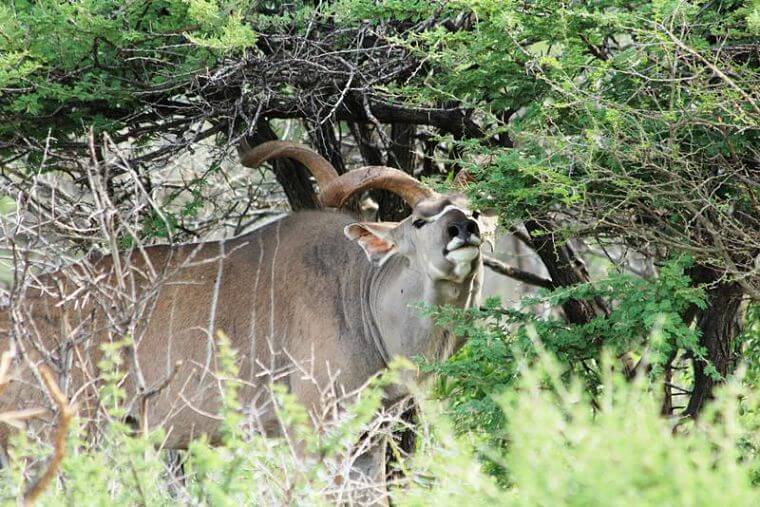 Kudu in Okonjima Game Reserve