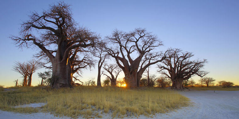 Baines Baobab bij Nxai Pan National Park Botswana