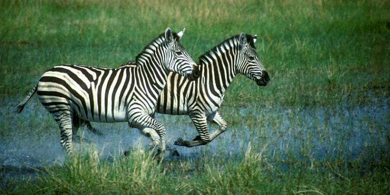 Zebra's bij Linyanti Selinda en Kwando Botswana
