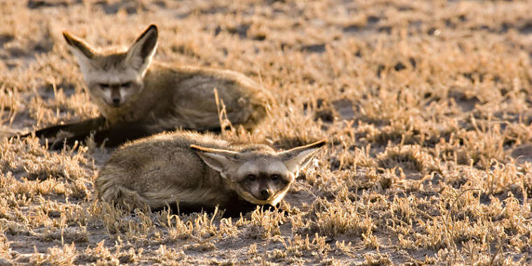 Central Kalahari Game Reserve bat eared foxen Botswana