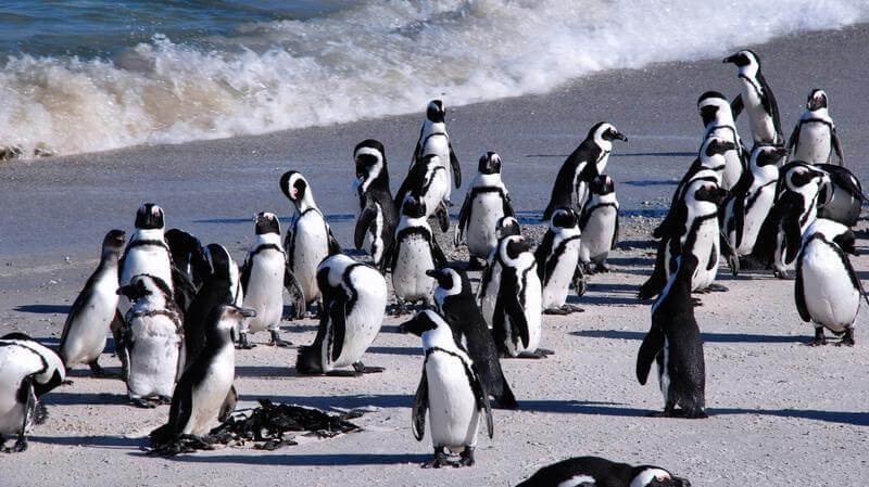 Boulders pinguins bij Boulders Beach Zuid-Afrika
