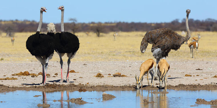 Struisvogels bij waterhole in Nxai Pan National Park Botswana