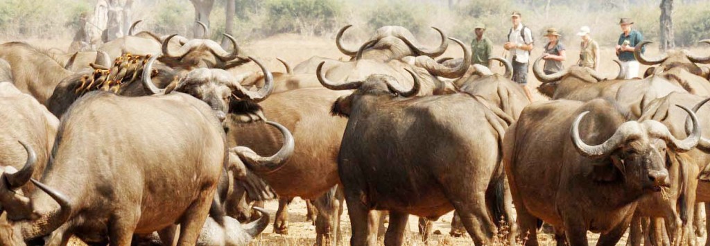 Buffels in Isangano National Park Zambia (@Zambia Daily Mail Limited)