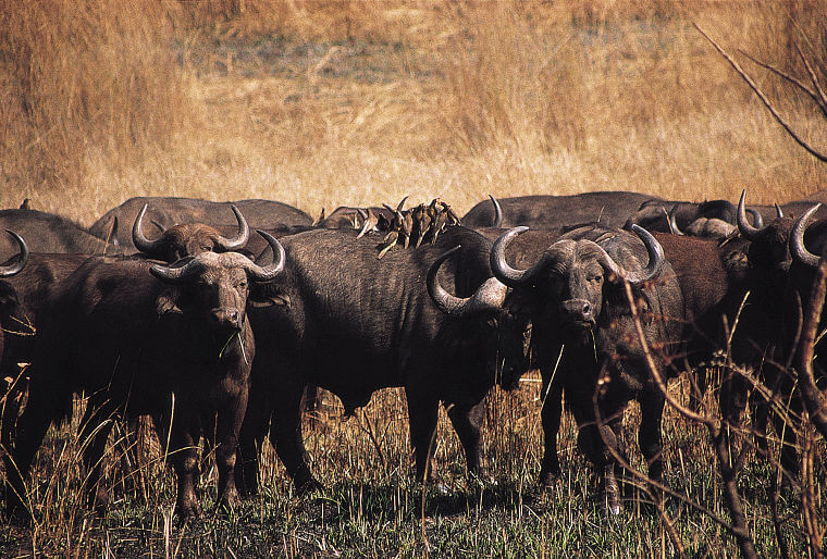 Buffels in Kasungu National Park in Malawi