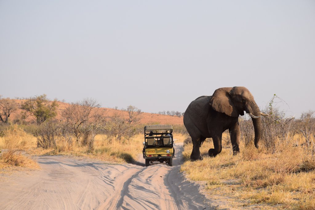 Grote Olifant in Savuti Botswana