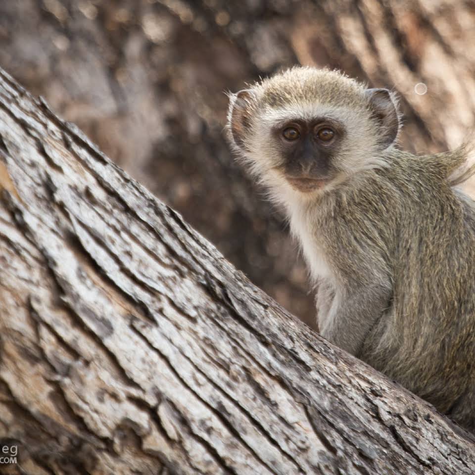 Velvet Monkey in Blue Lagoon National Park Zambia