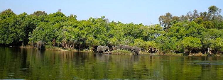 Kafue rivier olifanten op oever, Zambia