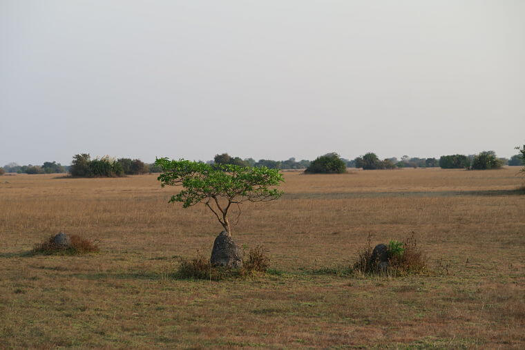 Lake Bangweulu vegetatie, Zambia