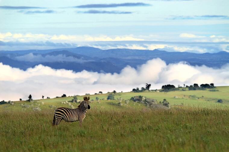 Zebra in Nyika Plateau National Park