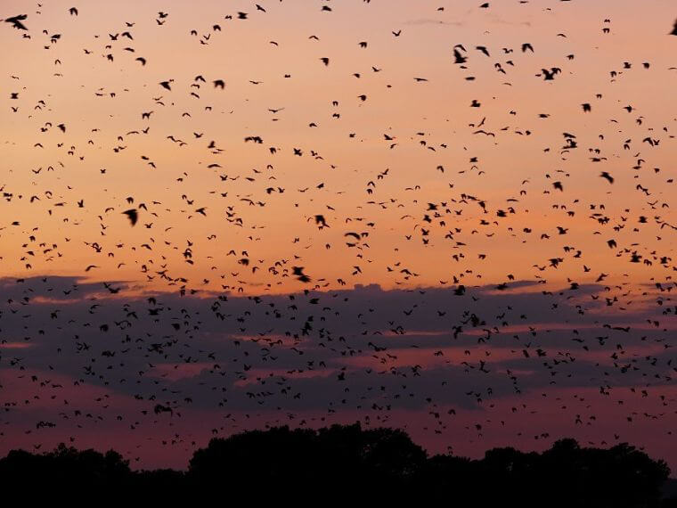 10 miljoen fruit vleermuizen in Kasanka National Park Zambia