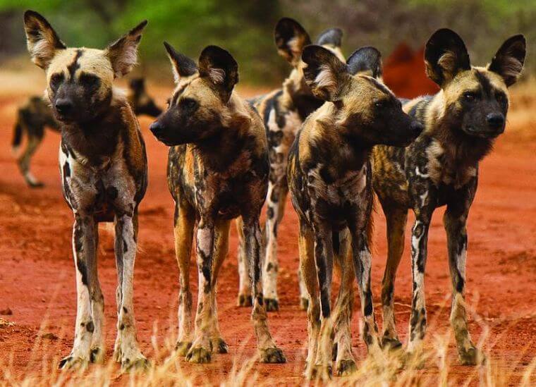 Afrikaanse wilde honden bij Makanyane Safari Lodge Zuid-Afrika