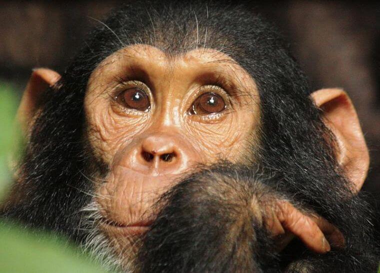 Baby chimpansee in Mahale National Park (@ Greystoke Mahale)