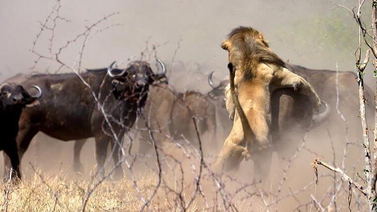 Leeuw bespringt buffel in Sabi Sand Private Game Reserve (@Shane Doyle)