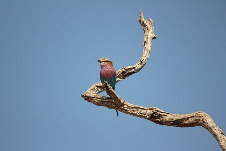 Lilac Breasted Roller South Luangwa National Park