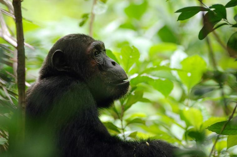 Mahale Mountains National Park Tanzania 50 jaar Japans chimpansee onderzoek